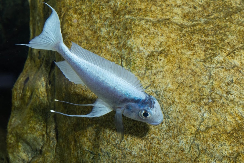 Ophthalmotilapia ventralis 'Kafyoko Point'